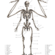 Illustration for article titled Mythological creatures are cooler when they're anatomically correct